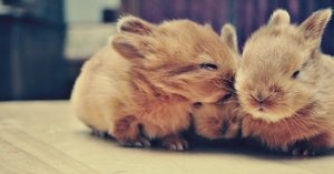 rsz_bunnies3.jpg